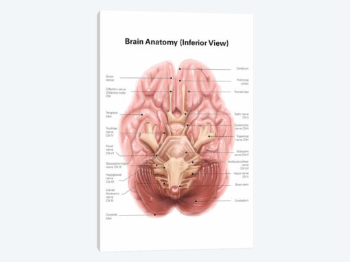 Anatomy Of Human Brain, Inferior View