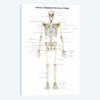 Anterior View Of Human Skeletal System, With Labels
