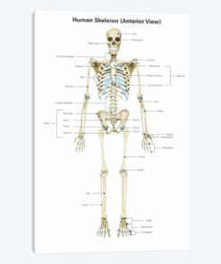 Anterior View Of Human Skeletal System, With Labels