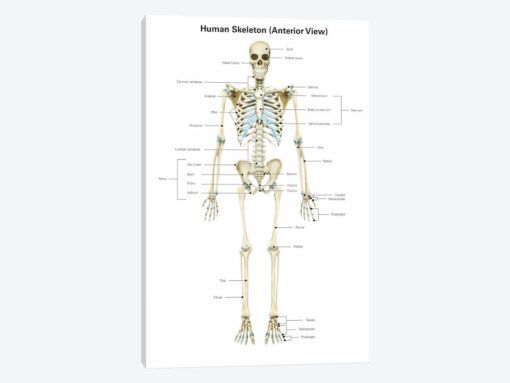 Anterior View Of Human Skeletal System, With Labels