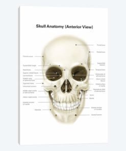 Anterior View Of Human Skull, With Labels