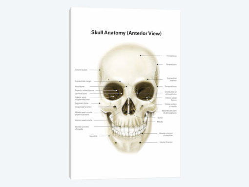Anterior View Of Human Skull, With Labels