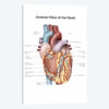 Anterior View Of The Human Heart