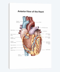 Anterior View Of The Human Heart