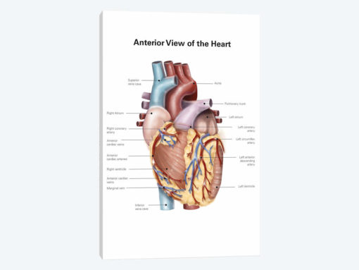 Anterior View Of The Human Heart
