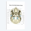 Base Of Human Skull, Inferior View, With Labels