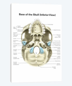 Base Of Human Skull, Inferior View, With Labels