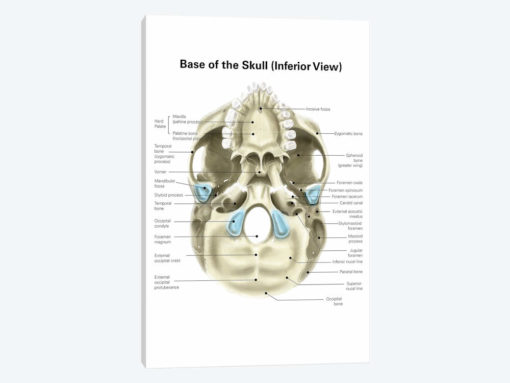 Base Of Human Skull, Inferior View, With Labels