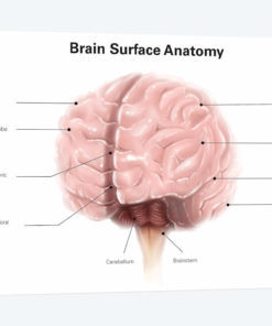 Brain Surface Anatomy, With Labels