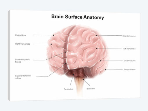 Brain Surface Anatomy, With Labels