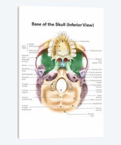 Colored Base Of Human Skull, Inferior View, With Labels