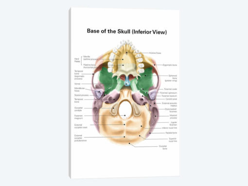 Colored Base Of Human Skull, Inferior View, With Labels