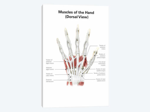 Digital Illustration Of Muscles Of The Hand, Dorsal View (No Labels)