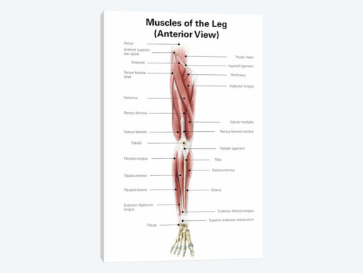 Digital Illustration Of The Anterior Muscles Of The Leg