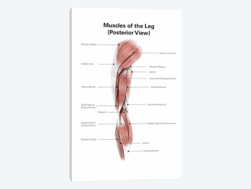 Digital Illustration Of The Posterior Muscles Of The Leg