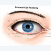 External Anatomy Of The Human Eye (With Labels)