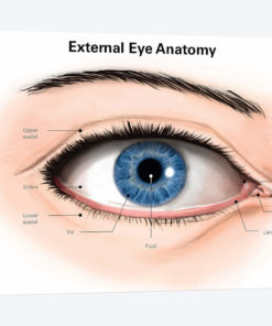 External Anatomy Of The Human Eye (With Labels)