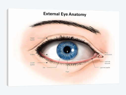 External Anatomy Of The Human Eye (With Labels)