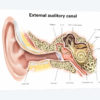 External Auditory Canal Of Human Ear (With Labels)