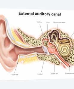 External Auditory Canal Of Human Ear (With Labels)