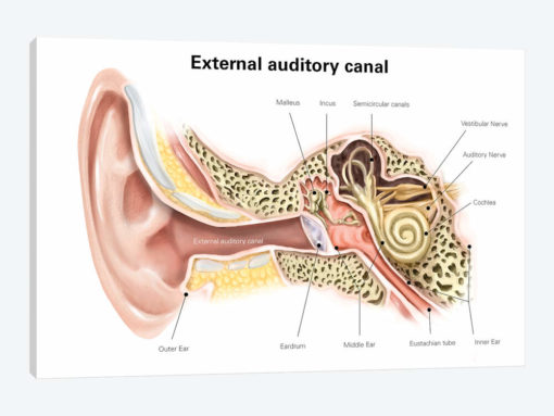 External Auditory Canal Of Human Ear (With Labels)