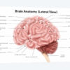 Human Brain Anatomy, Lateral View