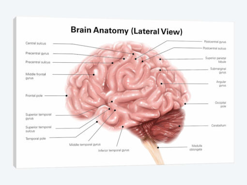 Human Brain Anatomy, Lateral View