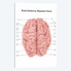Human Brain Anatomy, Superior View
