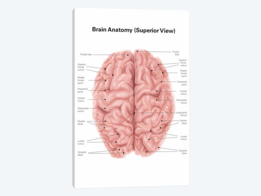 Human Brain Anatomy, Superior View
