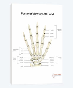Posterior View Of Left Hand, With Labels