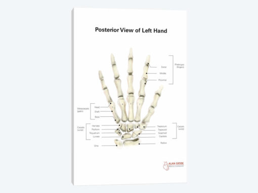 Posterior View Of Left Hand, With Labels