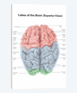 Superior View Of Human Brain With Colored Lobes And Labels