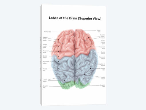 Superior View Of Human Brain With Colored Lobes And Labels