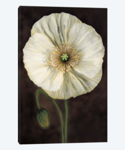 Flora I