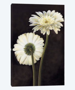 Flora II