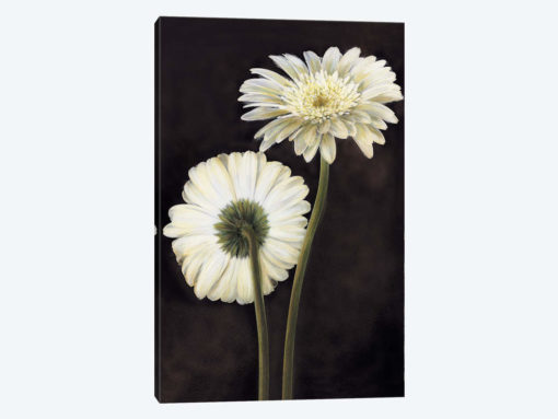 Flora II