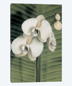 Orchid With Palm II