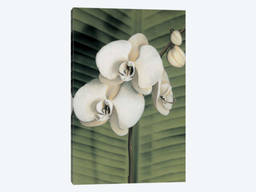 Orchid With Palm II