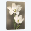Tulipani