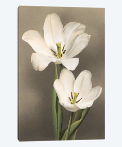 Tulipani
