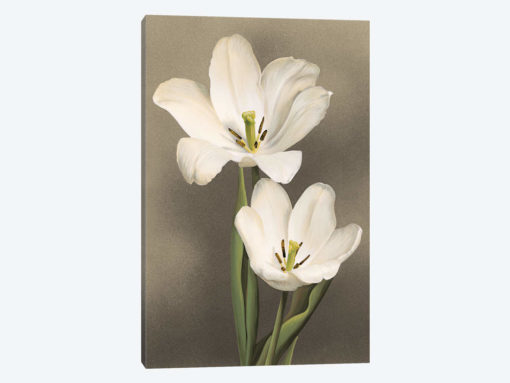 Tulipani