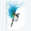 Turquoise Finch