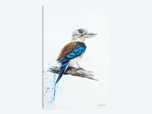 Blue Kookaburra
