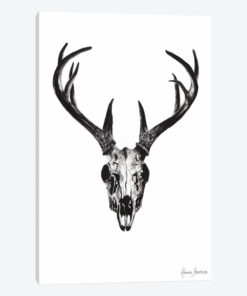 Deer Skull