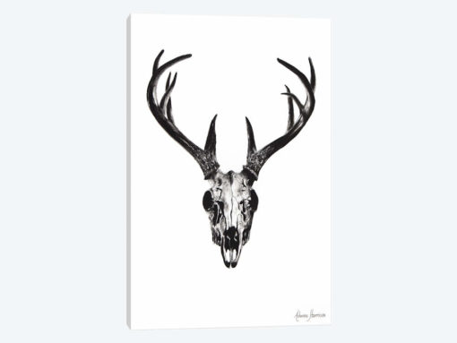 Deer Skull