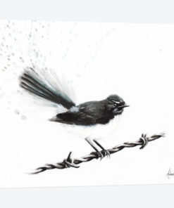 Coleraine Willy Wagtail