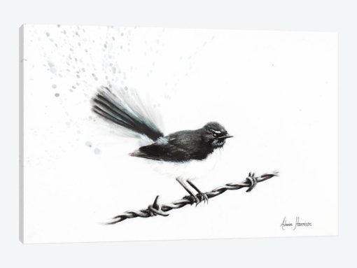 Coleraine Willy Wagtail