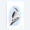 Riflebird