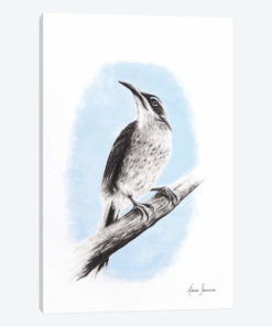 Riflebird