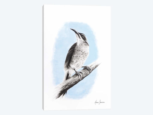 Riflebird